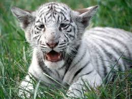 white_tigerld06.jpg