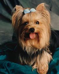 [Bild: yorkshire_terrier.jpg]