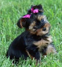 [Bild: yorkshireterrier_bella.jpg]